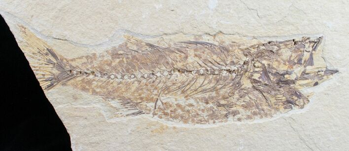Bargain Mioplosus Fossil Fish #10808
